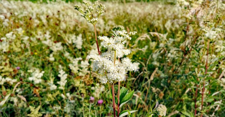  An tAirgead Luachra Filipendula ulmaria
