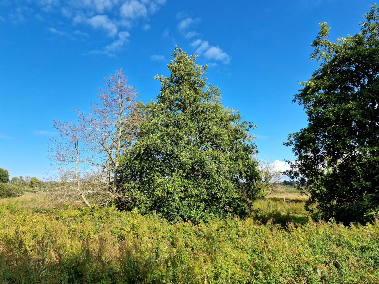 An Fhearnóg