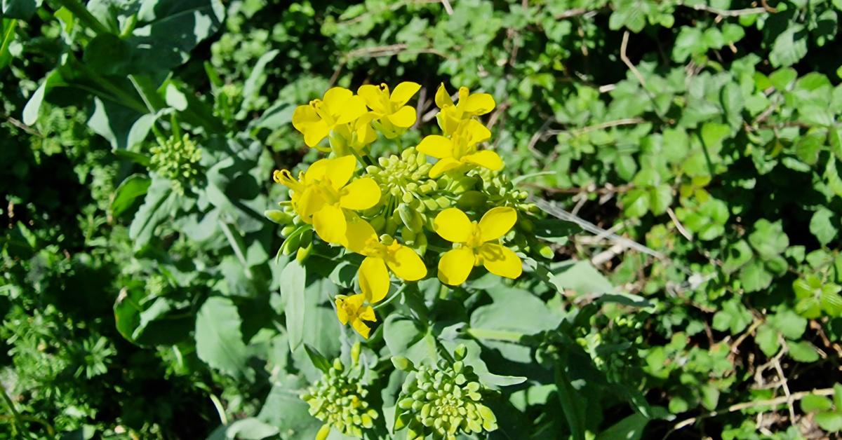  An Tornapa Fiáin Brassica rapa