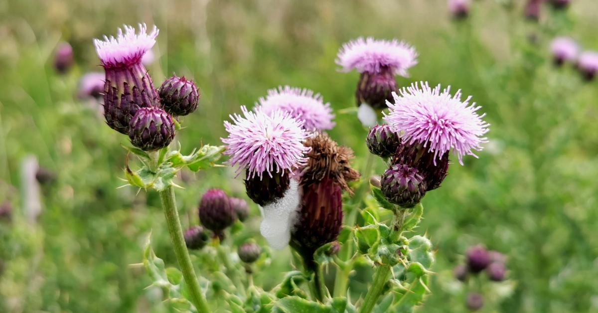  An Fóthnán Reatha Cirsium arvense
