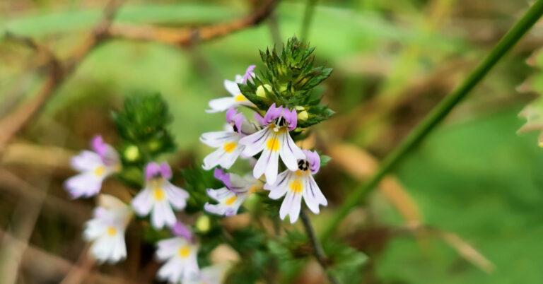  An Glanrosc Euphrasia spp.