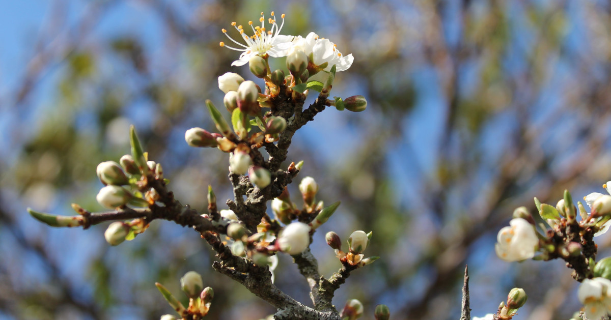  An Sceach Gheal Crataegus monogyna
