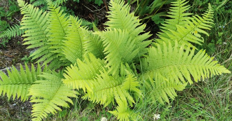  An Raithneach Mhadra Dryopteris filix-mas
