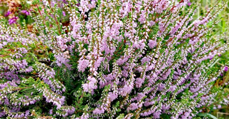 An Fraoch Mór Calluna vulgaris