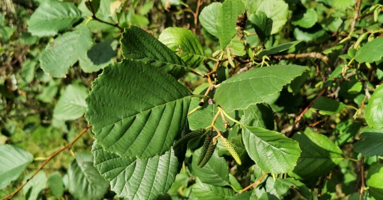  An Fhearnóg Alnus glutinosa