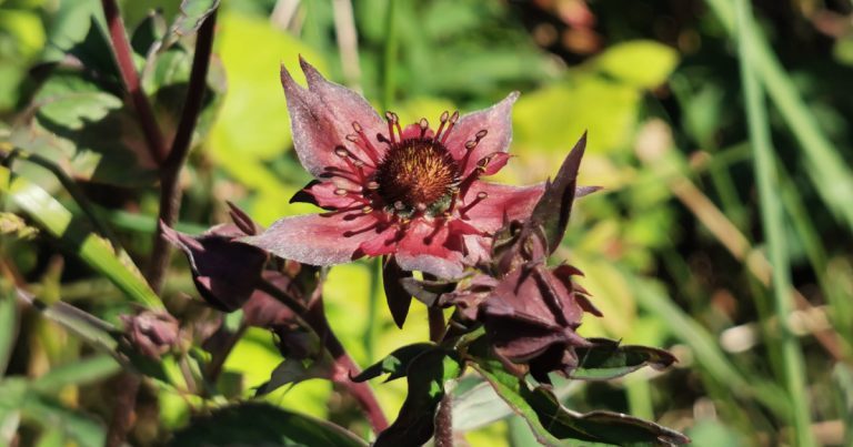 An Cnó Léana Comarum palustre