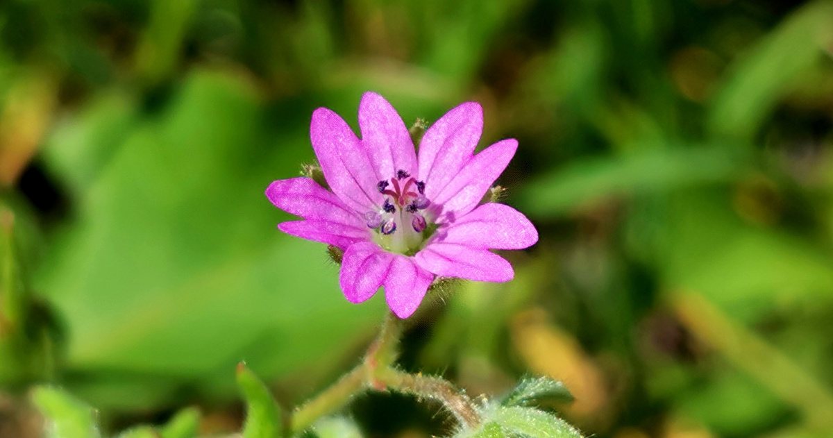  An Crobh Giobach Geranium dissectum