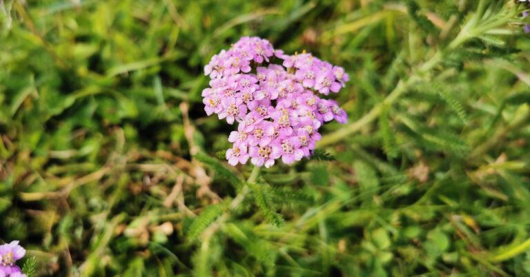  An Athair Thalún Achillea millefolium