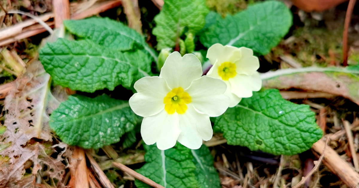  An Bainne Bó Bleachtáin Primula vulgaris