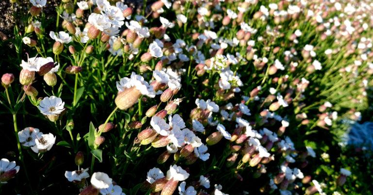  An Coireán Mara Silene uniflora
