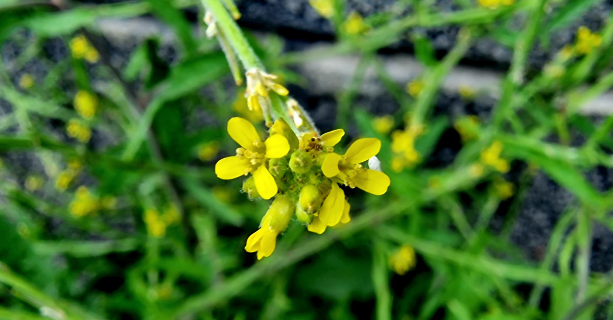  Lus an Óir Sisymbrium officinale