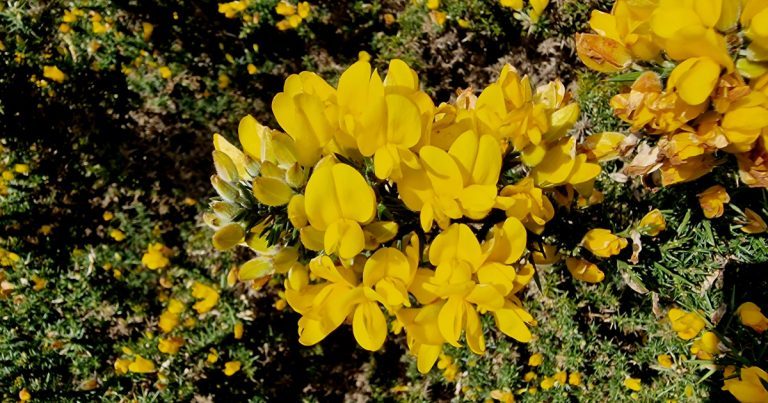 An tAiteann Gallda Ulex europaeus