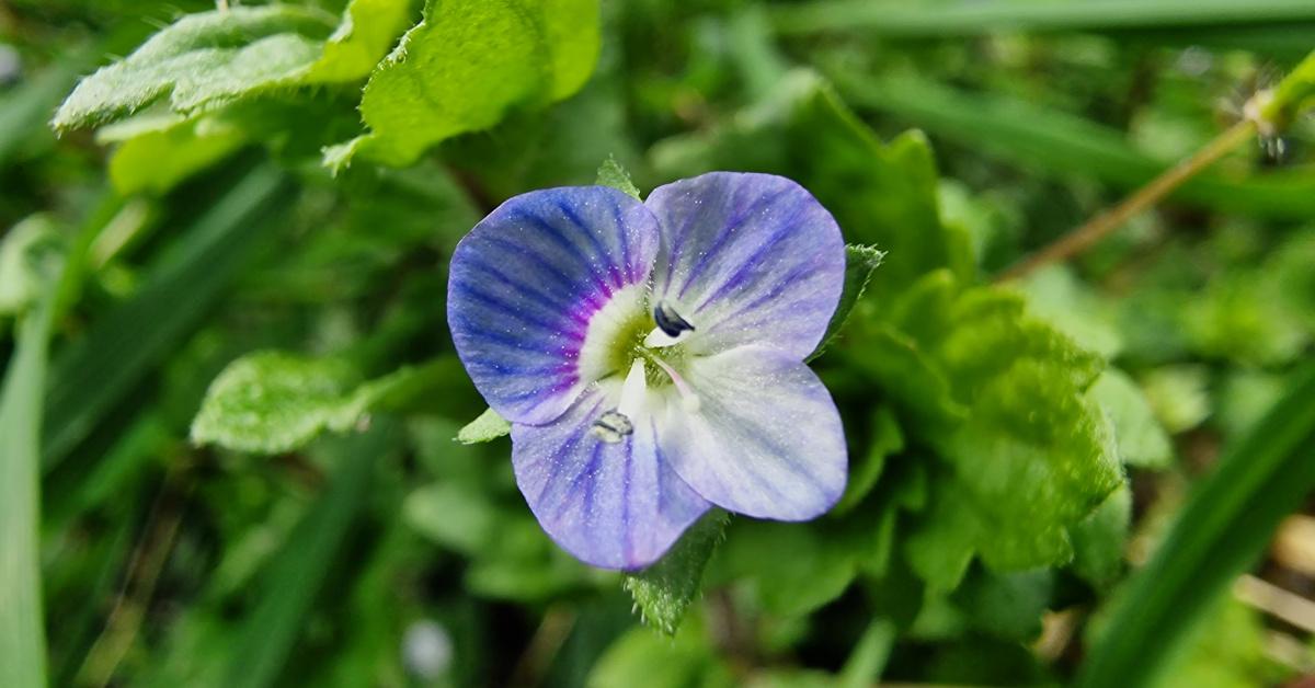  An Lus Cré Garraí Veronica persica