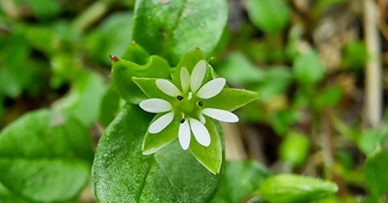  An Fhlíoch Stellaria media