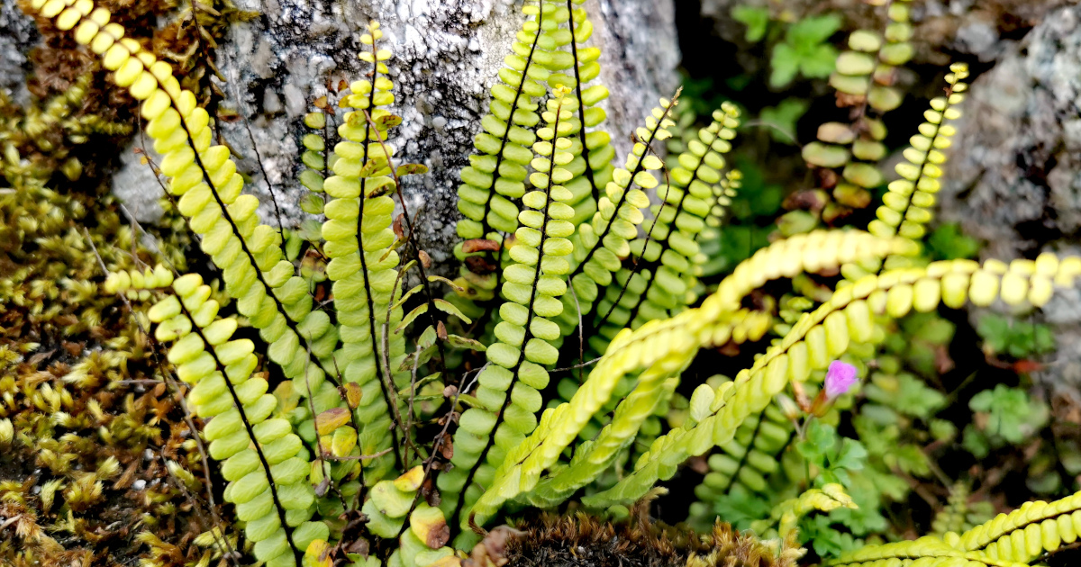  Lus na Seilge Asplenium trichomanes