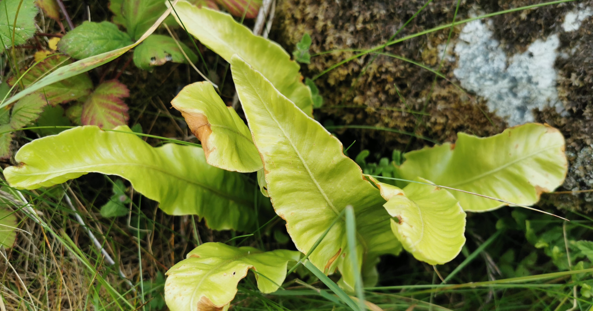  Creamh na Muice Fia Asplenium scolopendrium