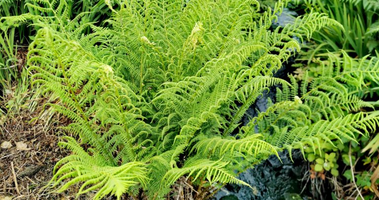  Raithneach Mhuire Athyrium filix-femina