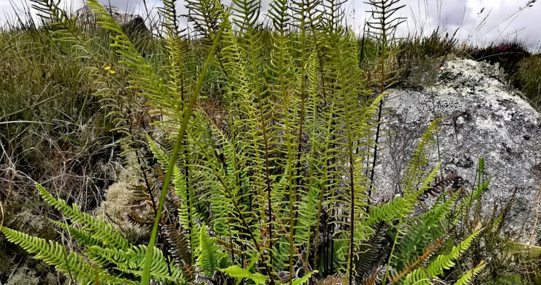  An Raithneach Chrua Blechnum spicant