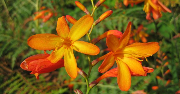  An Seileastram Dearg Crocosmia x crocosmiiflora