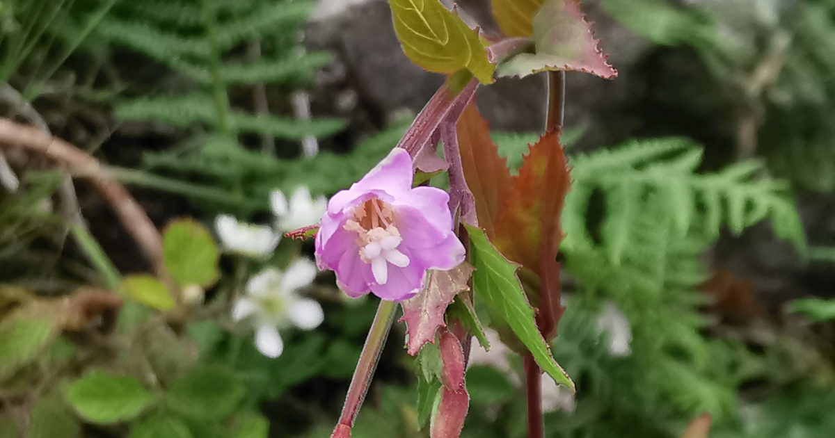  An Saileachán Leathan Epilobium montanum