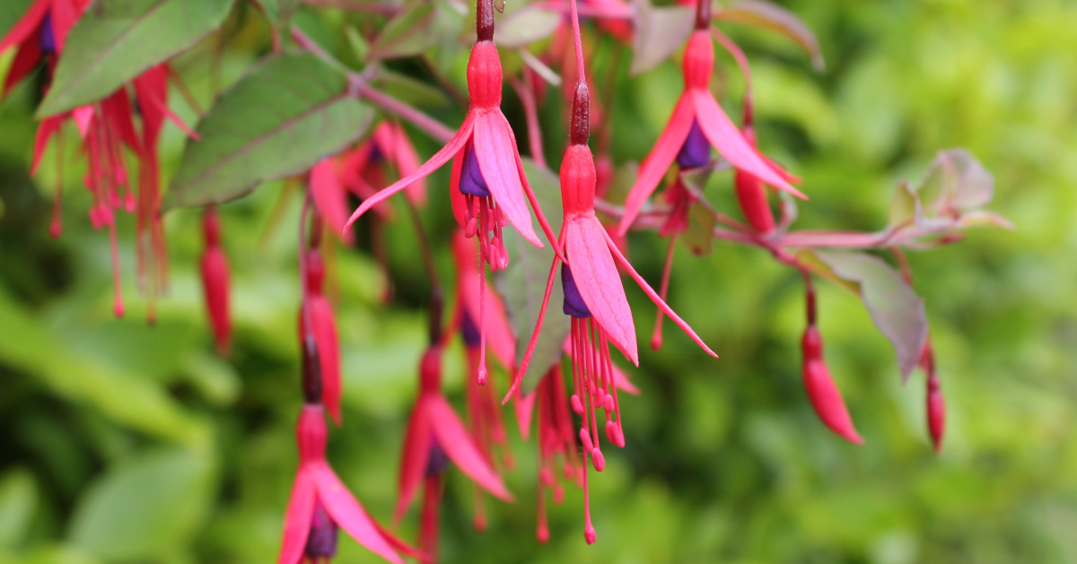  An Fhiúise Fuchsia magellanica