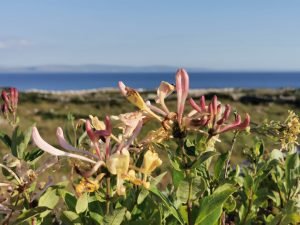 Lonicera periclymenum