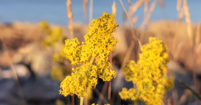  An Boladh Cnis Galium verum