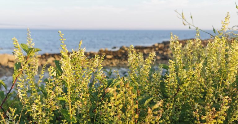  An tIúr Sléibhe Teucrium scorodonia