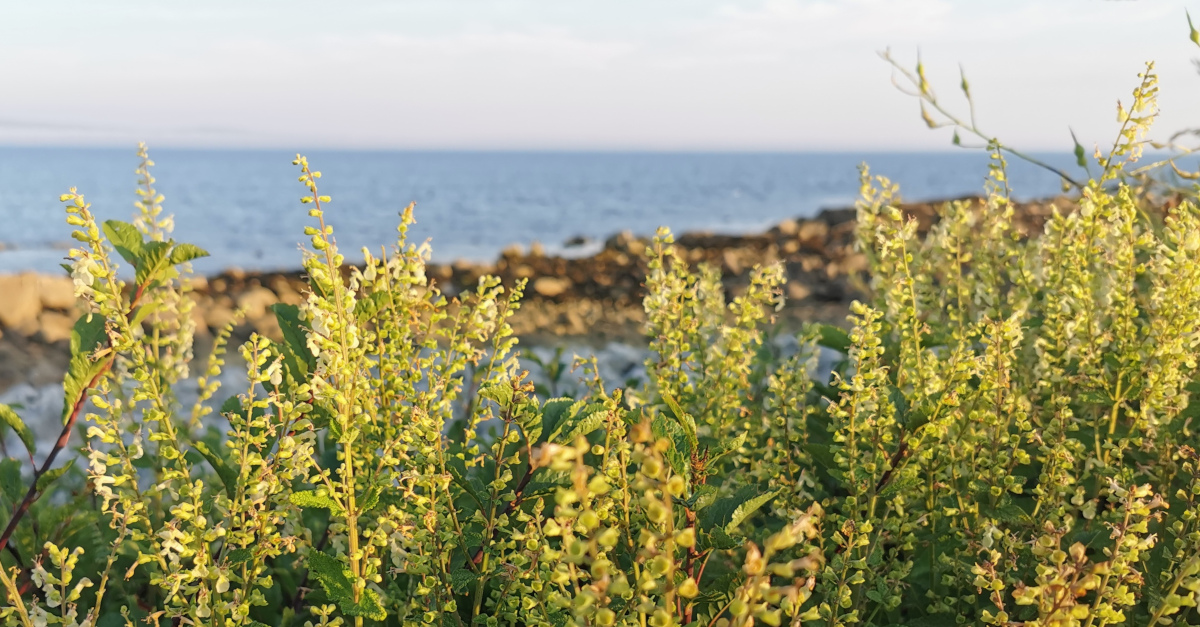  An tIúr Sléibhe Teucrium scorodonia