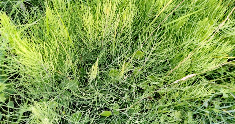  An tEireaball Capaill Equisetum arvense