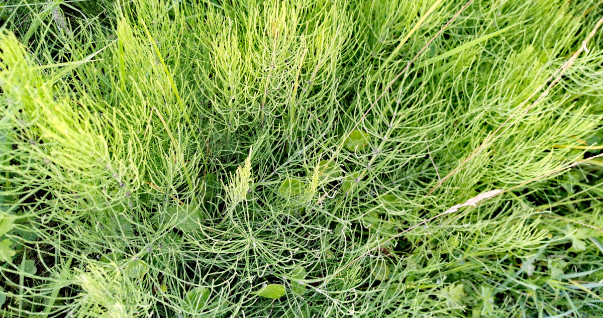  An tEireaball Capaill Equisetum arvense