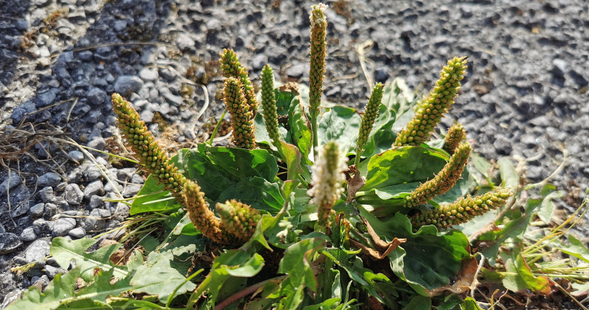  Cuach Phádraig Plantago major