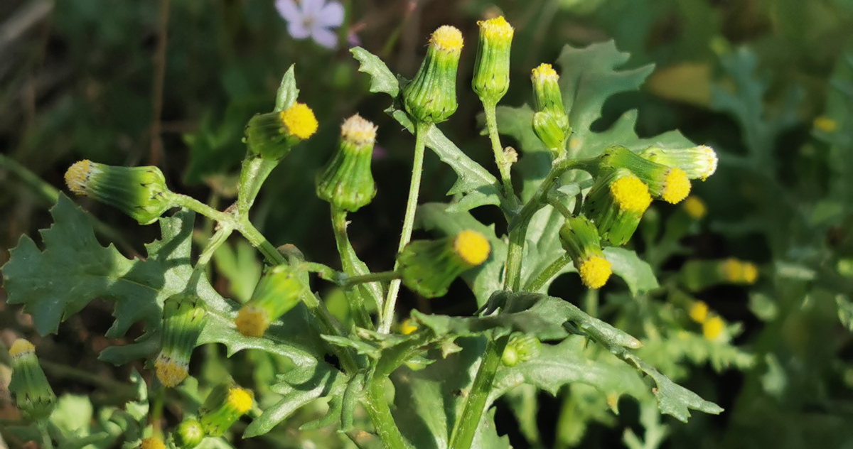  An Grúnlas Senecio vulgaris