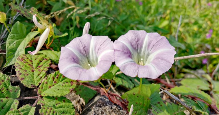  An tIalus Fáil Calystegia sepium