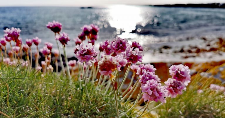  An Rabhán Armeria maritima