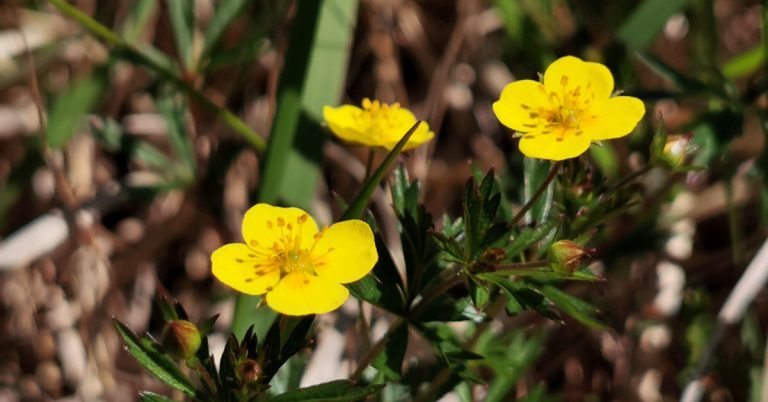  An Néalfartach Potentilla erecta
