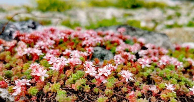  Póiríní Seangán Sedum anglicum