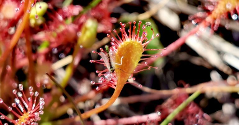  Cailís Mhuire Drosera intermedia