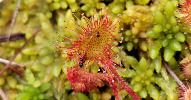  An Drúchtín Móna Drosera rotundifolia