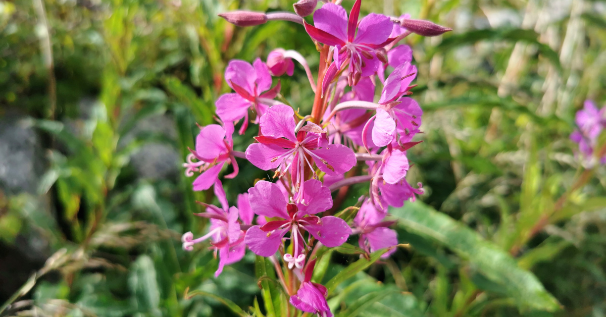  Lus na Tine Chamaenerion angustifolium