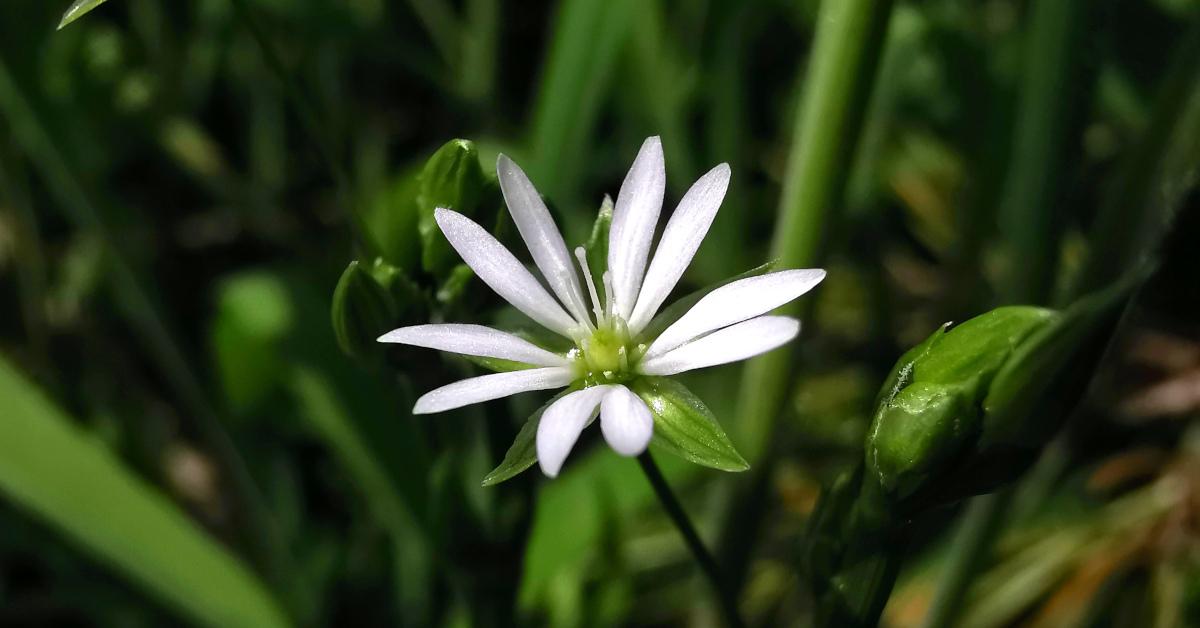  An Tursarraing Bheag Stellaria graminea