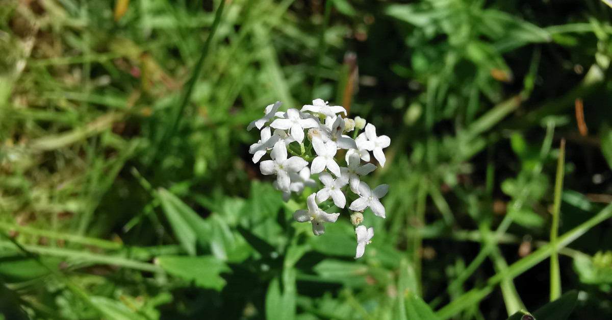  An Rú Crua Galium boreale