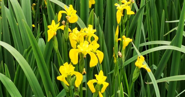  An Seileastram Iris pseudacorus