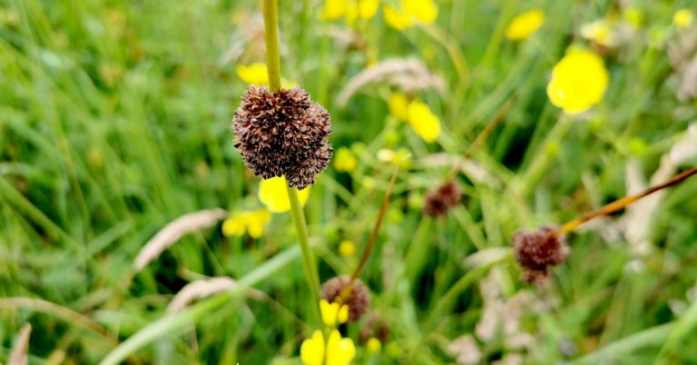  An Luachair Dhlúth Juncus conglomeratus