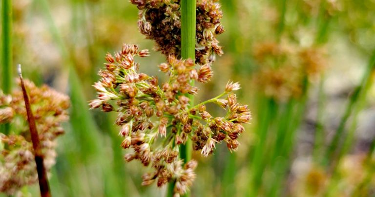  An Luachair Bhog Juncus effusus