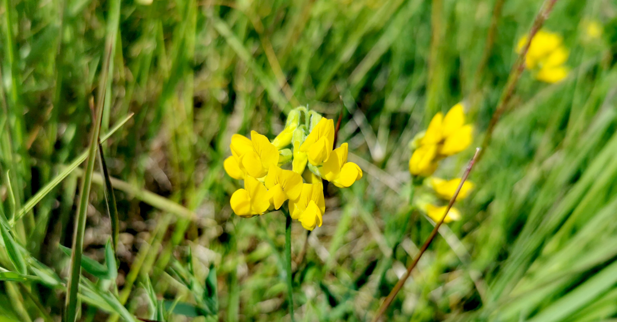  An Peasairín Buí Lathyrus pratensis