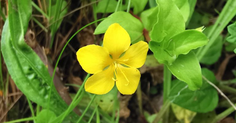  Lus Cholm Cille Lysimachia nemorum