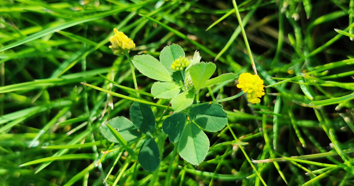  An Dúmheidic Medicago lupulina