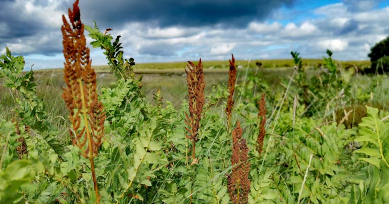  An Raithneach Ríúil Osmunda regalis