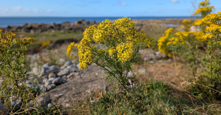  An Buachalán Buí Jacobaea vulgaris